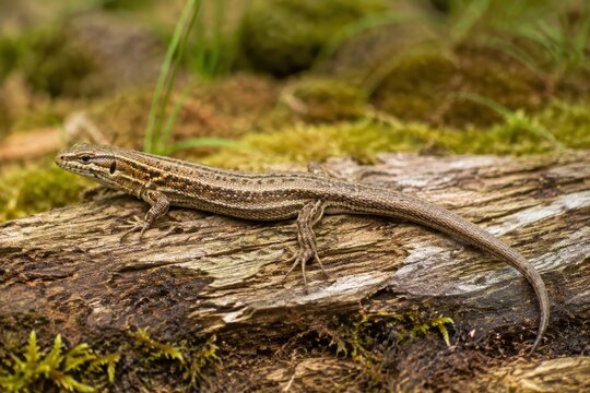 Common lizard basking on a weathered fallen log