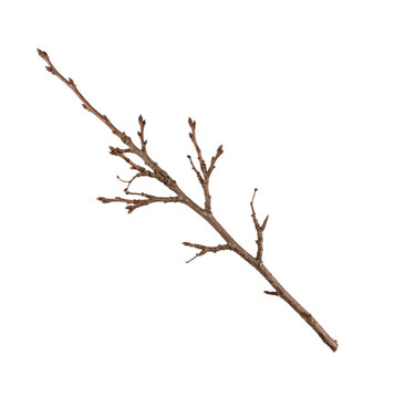 A bare tree branch with small buds isolated on a transparent background