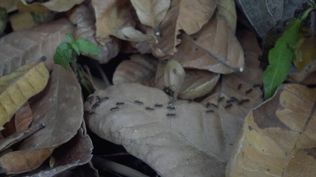 4K macro video of a line of black ants marching over dry leaves in a forest environment.