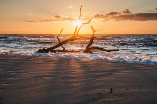View of a piece of driftwood on the sandy beach at sunset with waves crashing in the background in Sztutowo, Pomeranian Voivodeshi, Poland.