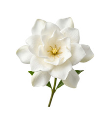 Naklejka premium Beautiful white gardenia flower with green leaves isolated on transparent background