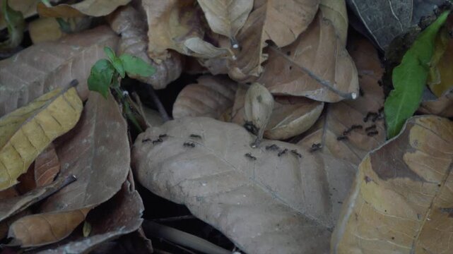 4K macro video of a line of black ants marching over dry leaves in a forest environment.