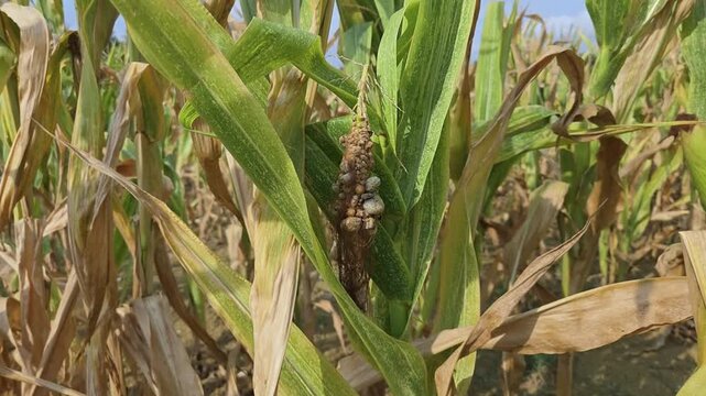 &Eacute;pi de ma&iuml;s atteint par le charbon du ma&iuml;s, une maladie fongique caus&eacute;e par le champignon pathog&egrave;ne Ustilago maydis