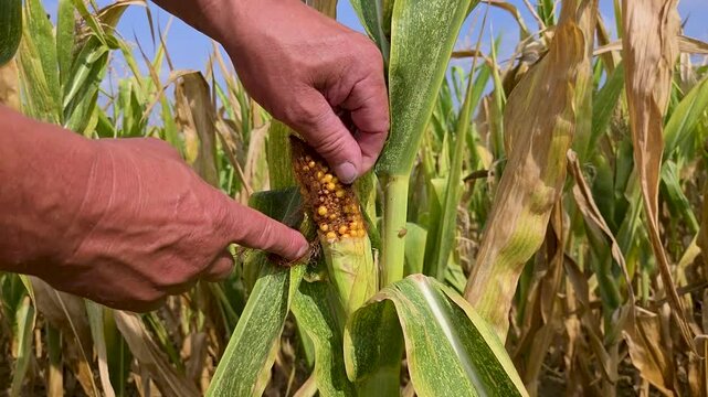 Technicien agricole examinant des grains de ma&iuml;s affect&eacute;s par la s&eacute;cheresse et le stress hydrique dans un champ