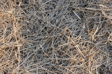 Close-up of dry grass and hay creating a tangled brown texture, suitable as a rustic background or nature concept image conveying dryness, autumn, drought, agriculture and rural landscape themes © evannovostro