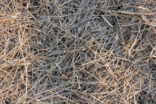 Close-up of dry grass and hay creating a tangled brown texture, suitable as a rustic background or nature concept image conveying dryness, autumn, drought, agriculture and rural landscape themes