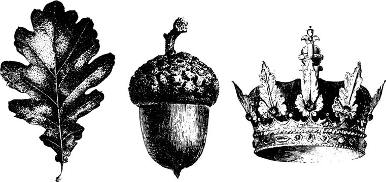 Set of three black and white oak leaf acorn and ornate crown ink drawings for classic label design and decorative background with engraved texture