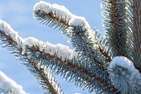 Snow-covered spruce branches glisten with icicles and frost crystals in bright winter sunlight. Close-up of evergreen needles, melting ice drops and serene cold-weather texture against clear sky