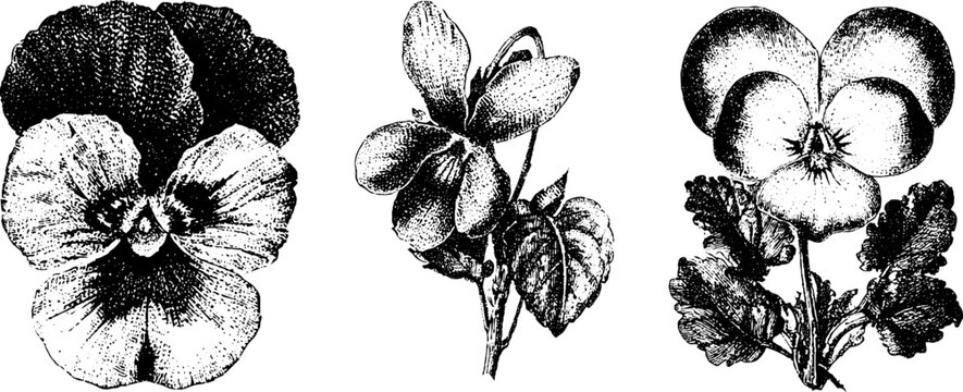 Black and white pansy flower set isolated three botanical floral engravings for vintage background poster banner and design elements