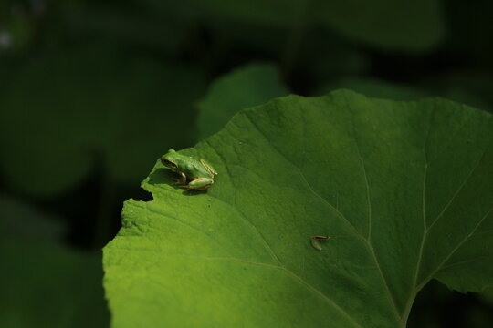 A small green tree frog rests on the torn edge of a large green leaf in soft shade.