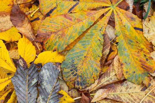 A close-up of colorful autumn leaves and chestnut foliage carpeting the forest floor, showing rich yellow and brown tones, varied textures, veins and decay that evoke seasonal change and nature