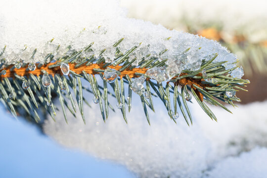 A close-up of an evergreen spruce branch laden with snow and melting ice droplets, capturing winter light, crisp texture and delicate frozen details for seasonal, nature and holiday imagery