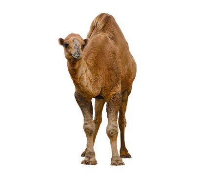 Camel isolated on white background looking at the camera