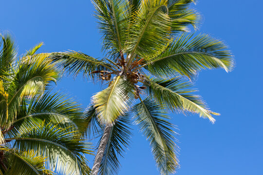 Sunlit coconut palm trees with vibrant green fronds reaching into a clear blue tropical sky, evoking warm summer vacation vibes, relaxation, island paradise and outdoor natural beauty