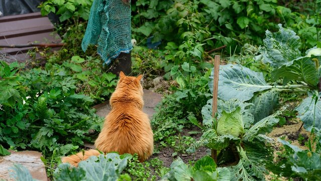 A fluffy ginger cat sitting with its back to the camera in an overgrown garden surrounded by large cabbage leaves and wild plants.