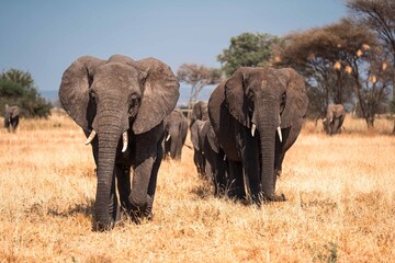 Elephant Herd Walking Across Open Plains, Tanzania Safari, East Africa © Kia