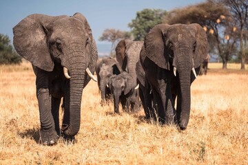 Elephant Herd Walking Across Open Plains, Tanzania Safari, East Africa © Kia