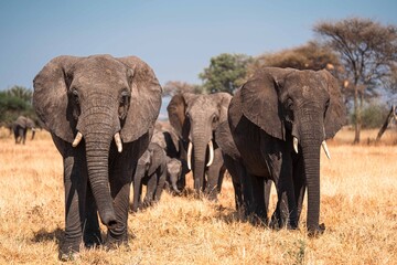 Elephant Herd Walking Across Open Plains, Tanzania Safari, East Africa © Kia