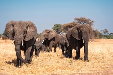 Elephant Herd Walking Across Open Plains, Tanzania Safari, East Africa © Kia