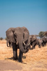 Elephant Herd Walking Across Open Plains, Tanzania Safari, East Africa © Kia