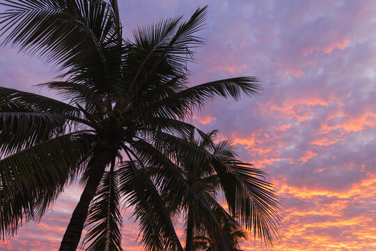 Tall palm trees form dramatic silhouettes against a vibrant pink and orange sunset sky, evoking tropical vacation vibes, calm evening atmosphere, and dreamy summer paradise by the shore