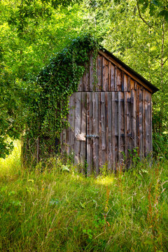 Old weathered wooden shed partly covered with ivy and surrounded by lush vegetation in Mulgrave Woods near Whitby, North Yorkshire.