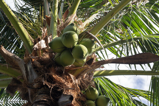 Cluster of green coconuts nestled among long palm fronds on a tropical coconut palm, captured close-up with sunlight filtering through leaves, evoking island life, summer warmth and natural freshness