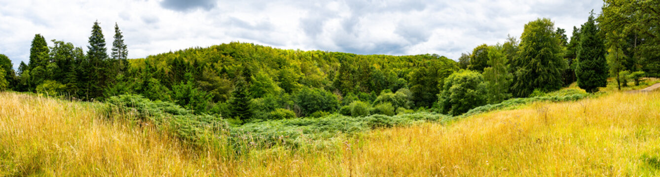 Wide panoramic landscape of Mulgrave Woods near Whitby, with golden meadow, lush woodland and ferns beneath a cloudy summer sky.