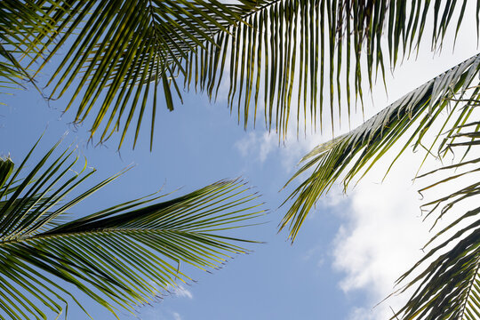 Palm fronds create a green frame around a clear blue sky with soft clouds, suggesting tropical warmth, summer vacation and calm outdoor relaxation. Great for travel, beach, wellness and nature project