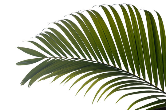 Isolated green palm frond against a clean white background, showcasing delicate leaflets, natural texture and rhythmic pattern. Fresh, tropical and minimalist botanical image ideal for nature design