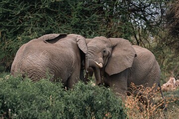 Fototapeta premium Two Male Elephants Interacting with Trunks Entwined, Tanzania