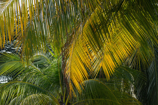 Sunlit coconut palm fronds overlap in a dense pattern of green and yellow hues, creating textured tropical foliage. Close-up composition emphasizes lines, shadows and natural rhythm for summer travel