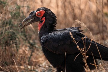 Southern Ground Hornbill Close-Up Portrait, Tanzania Safari, East Africa © Kia