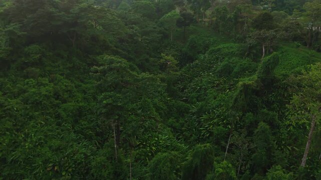 scarlet macaw flying above tropical jungle