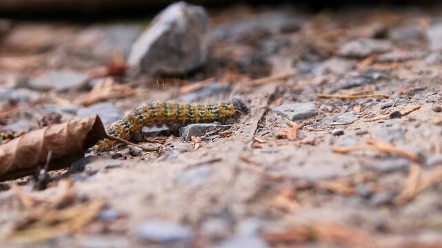 Close-up of Caterpillar of the buff-tip (Phalera bucephala) in August creeping on ground in search of a quiet place to pupate and become a buff-tip moth with yellow stripes and green and hairy head.