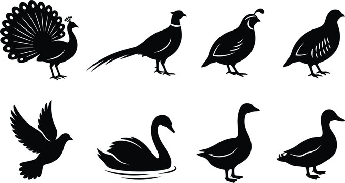 Game birds and waterfowl silhouette collection featuring peacock pheasant quail partridge pigeon swan goose and duck