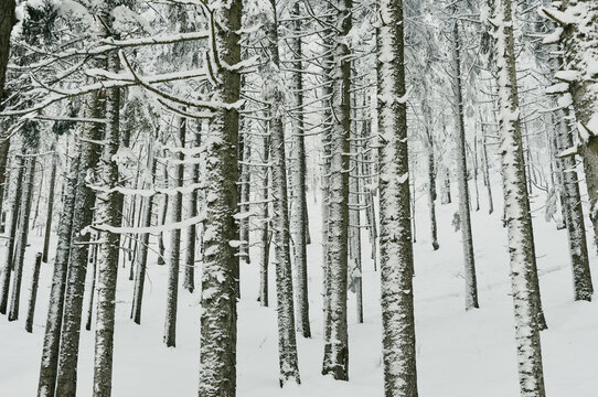 View of Lake Abant surrounded by snow-covered pine trees in a winter forest in Dereceoren, Bolu, Turkiye.