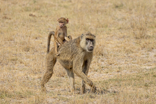 View of a female baboon walking through dry savanna grass with an infant riding on its back in Kenya.