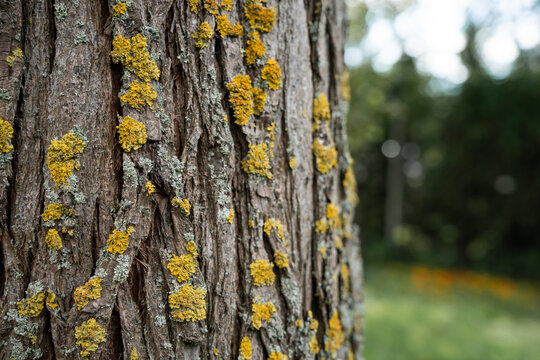 View of tree bark with yellow and grey lichen in Riga, Latvia.
