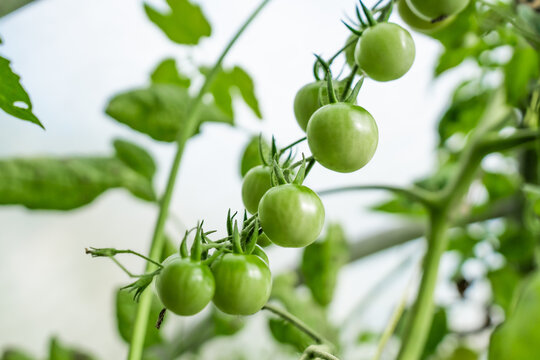View of green tomatoes hanging on a vine with lush green leaves in a greenhouse in Riga, Latvia.