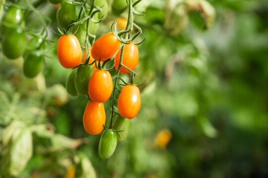 View of orange and green cherry tomatoes ripening on the vine in a garden in Riga, Latvia.
