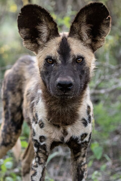 View of an African wild dog, also known as a painted wolf, standing in the savanna in South Africa.