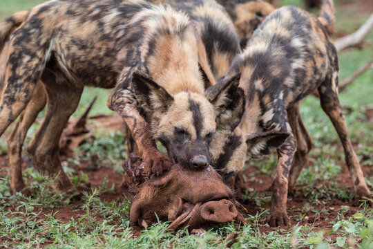 View of African wild dogs, also known as painted wolves, feeding on a warthog carcass in the savanna of South Africa.