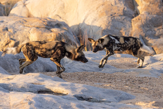 View of two African wild dogs, also known as painted wolves, interacting on rocky terrain in South Africa.