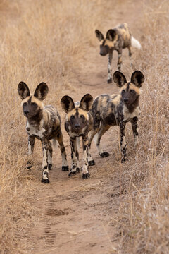 View of a pack of African wild dogs walking along a dirt path in the dry savanna of South Africa.