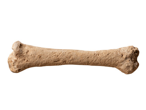 Dinosaur Fossil Femur Bone &mdash; Isolated on Transparent Background