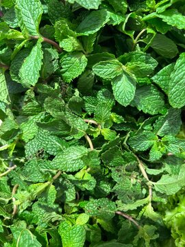 Fresh peppermint plant leaves background texture close up