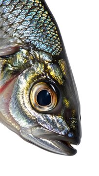 Close up of a freshwater fish head