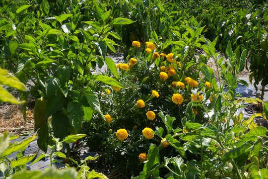 Marigold flowers growing alongside plants in a vegetable garden, traditional companion planting for natural pest management and sustainable home gardening