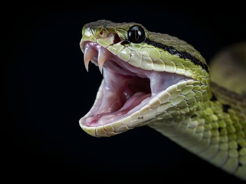 Close-up of a fierce green snake with open mouth and sharp teeth
